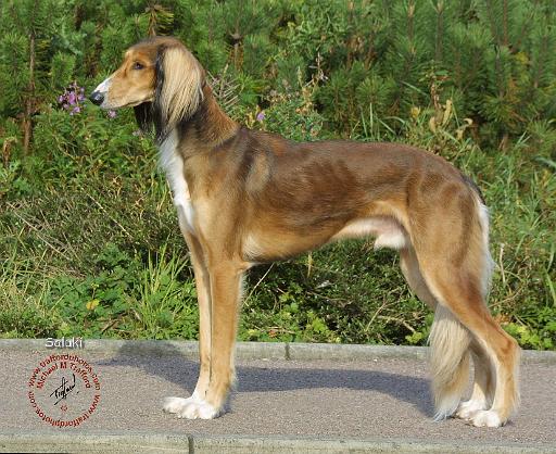 Saluki 9B35D-09.JPG